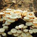 Edible Fungi